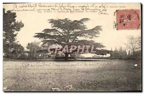 Ansichtskarte AK Arbre Nimes Jardin de la Fontaine Le cedre