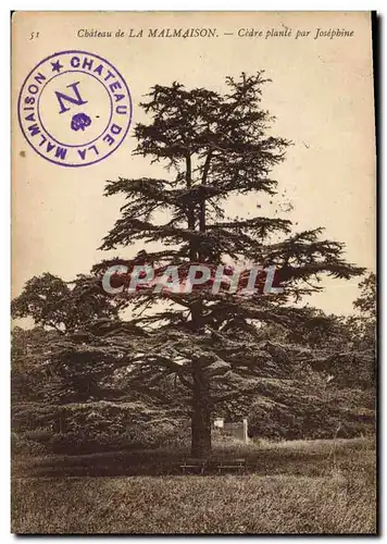 Ansichtskarte AK Arbre Chateau de la Malmaison Cedre plante par Josephine