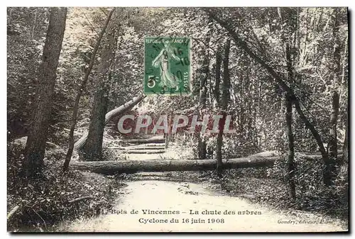Cartes postales Arbre Bois de Vincennes La chute des arbres Cyclone du 16 juin 1908