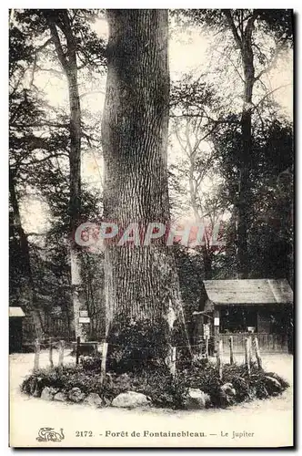 Ansichtskarte AK Arbre Foret de Fontainebleau Le Jupiter