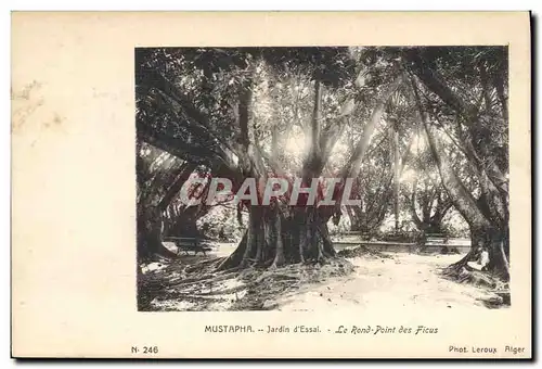 Cartes postales Arbre Mustapha Jardin d&#39essai Le rond point des Ficus