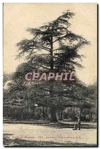 Ansichtskarte AK Arbre Foret de Meudon Le grand cedre Arbre vert