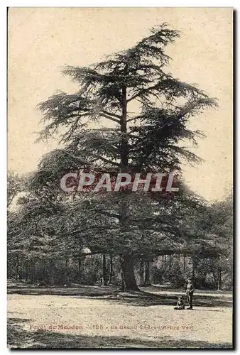 Cartes postales Arbre Foret de Meudon Le grand cedre Arbre vert