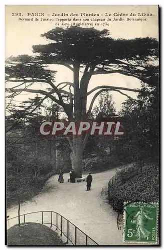 Cartes postales Arbre Paris Jardin des Plantes Le cedre du Liban