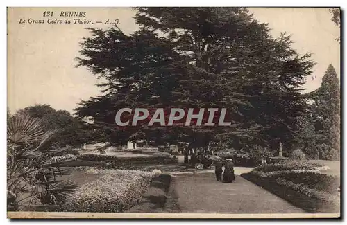 Ansichtskarte AK Arbre Rennes Le grand cedre du Thabor