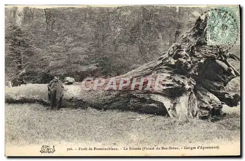 Ansichtskarte AK Arbre Foret de Fontainebleau La Briaree Futaie de Bas Breau Gorges d&#39Apremont