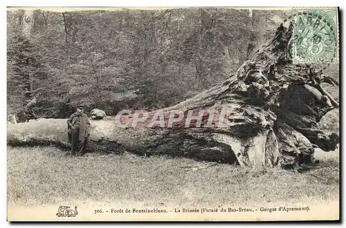 Cartes postales Arbre Foret de Fontainebleau La Briaree Futaie de Bas Breau Gorges d&#39Apremont