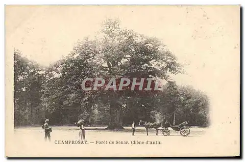 Cartes postales Arbre Champrosay Foret de Senar Chene d&#39Antin