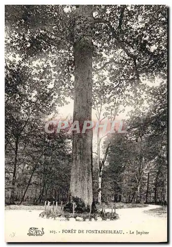 Ansichtskarte AK Arbre Foret de Fontainebleau Le Jupiter