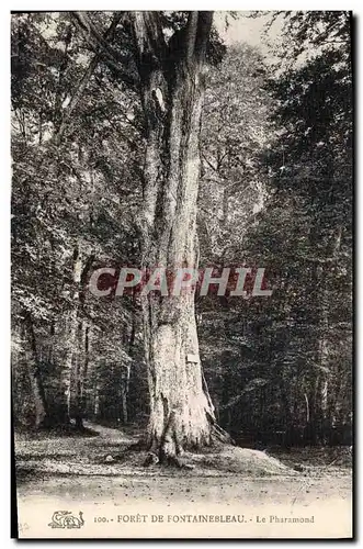 Ansichtskarte AK Arbre Foret de Fontainebleau Le Pharamond