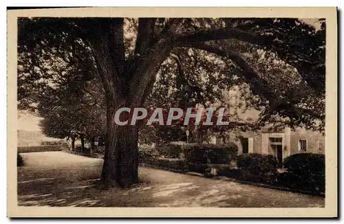 Ansichtskarte AK Arbre Loches Le chateau royal Marronnier plante par Francois 1er