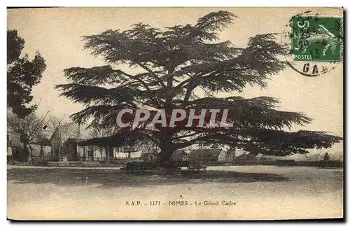 Cartes postales Arbre Nimes Le Grand Cedre