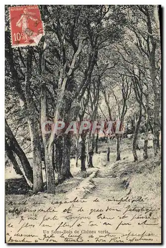 Ansichtskarte AK Arbre Un sous bois de chenes verts