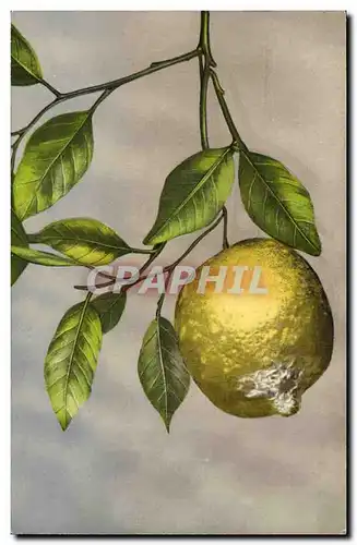 Cartes postales Fantaisie Nature morte Citron