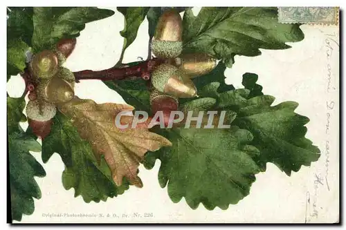 Cartes postales Fantaisie Nature morte Glands