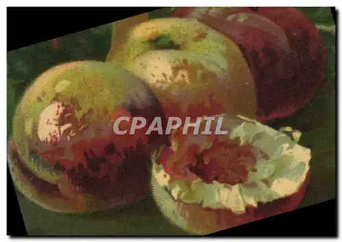 Cartes postales Fantaisie Nature morte