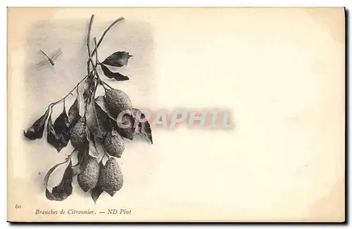 Cartes postales Fantaisie Nature morte Branches de citronnier