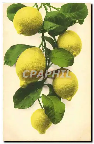 Cartes postales Fantaisie Nature morte Citrons