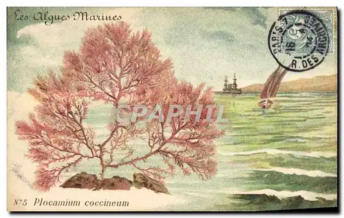 Cartes postales Fantaisie Fleurs Les algues marines Plocamium coccuneum