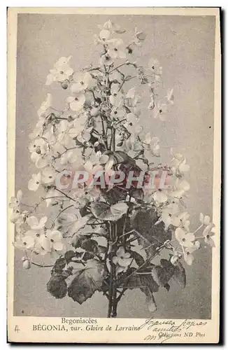 Cartes postales Fantaisie Fleurs Begonia Gloire de Lorraine