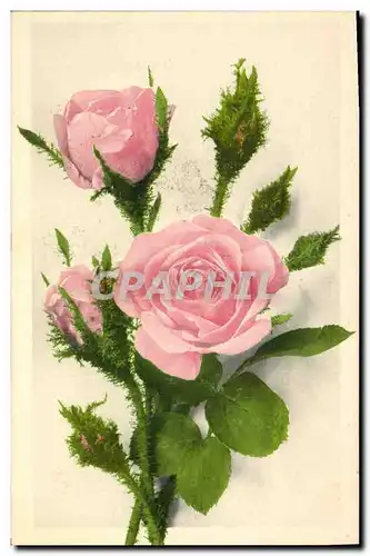 Cartes postales Fantaisie Fleurs