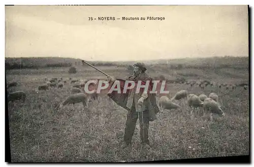 Cartes postales Folklore Noyers Moutons au paturage