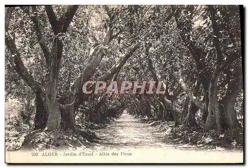 Ansichtskarte AK Arbre Alger Jardin d&#39essai Allee des Ficus