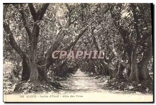 Cartes postales Arbre Alger Jardin d&#39essai Allee des Ficus