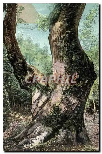 Ansichtskarte AK Arbre La Sainte Baume Le gros chene