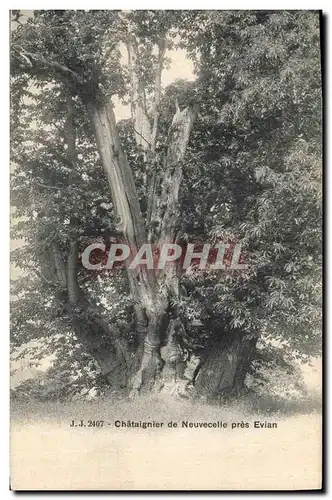 Cartes postales Arbre Chataignier de Neuvecelle pres Evian