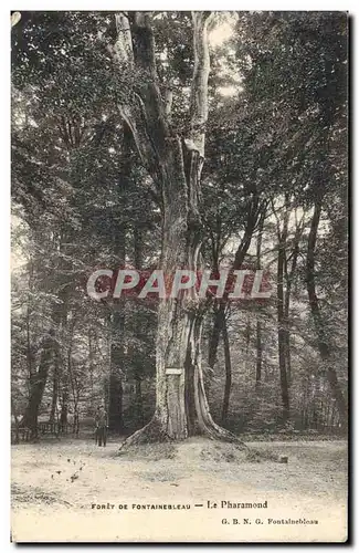 Ansichtskarte AK Arbre Foret de Fontainebleau Le Pharamond