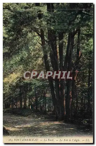 Cartes postales Arbre Foret de Fontainebleau Le nid de l&#39aigle