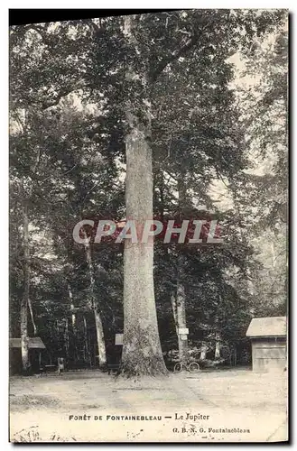 Ansichtskarte AK Arbre Foret de Fontainebleau Le Jupiter