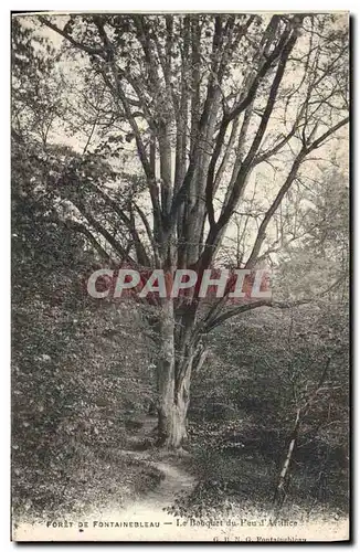 Ansichtskarte AK Arbre Foret de Fontainebleau Le bouquet du feu d&#39artifice