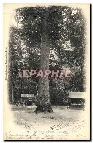 Ansichtskarte AK Arbre Foret de Fontainebleau Le Jupiter