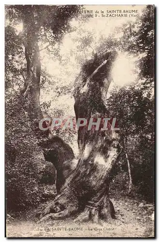 Ansichtskarte AK Arbre La Sainte Baume Le gros chene St Zacharie