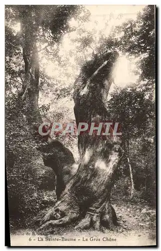 Ansichtskarte AK Arbre La Sainte Baume Le gros chene