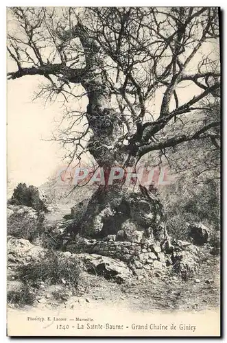 Cartes postales Arbre La Sainte Baume Grand chene de Giniez