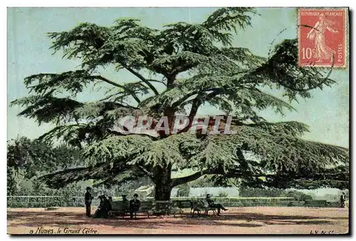 Ansichtskarte AK Arbre Nimes Le grand cedre