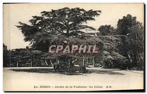 Cartes postales Arbre Jardin de la fontaine Le cedre