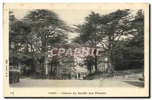 Ansichtskarte AK Arbre Paris Cedres du jardin des plantes