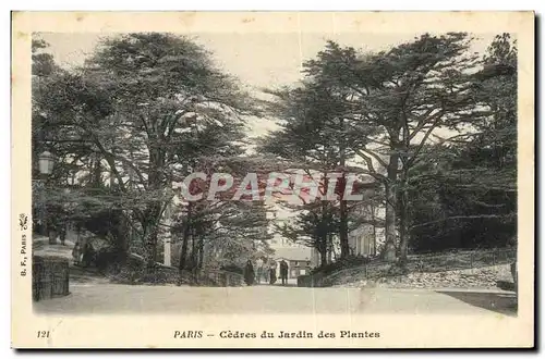 Cartes postales Arbre Paris Cedres du jardin des plantes