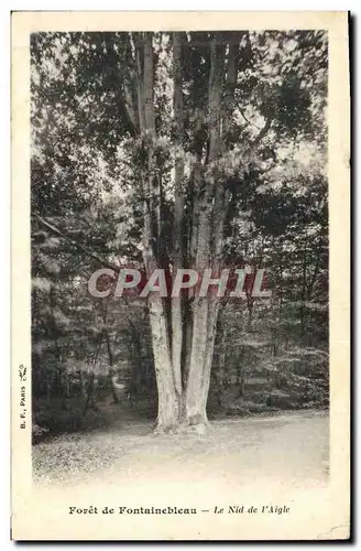 Ansichtskarte AK Arbre Foret de Fontainebleau Le nid de l&#39aigle