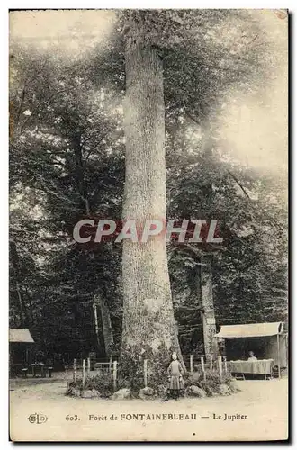 Ansichtskarte AK Arbre Foret de Fontainebleau Le Jupiter