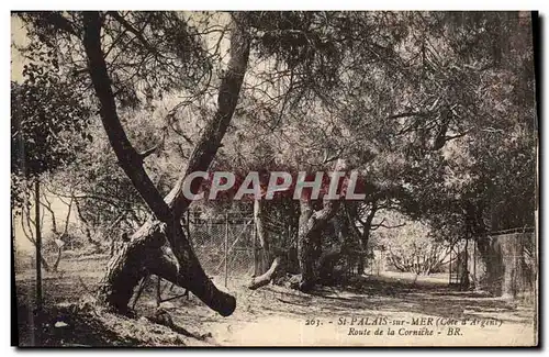 Ansichtskarte AK Arbre St Palais sur Mer Route de la corniche