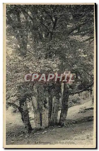 Cartes postales Arbre La Louvesc Les sept Fayards