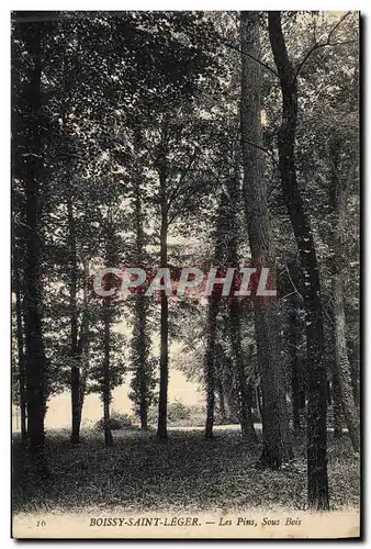 Cartes postales Arbre Boissy Saint Leger Les pins sous bois