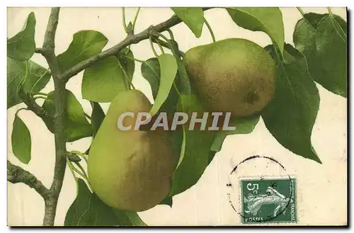 Cartes postales Fantaisie Nature morte Poires