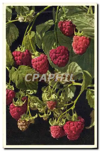 Cartes postales Fantaisie Nature morte Framboises