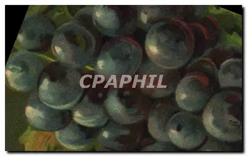 Cartes postales Fantaisie Nature morte Raisins